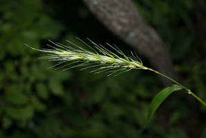 Elymus virginicus (Virginia wildrye)