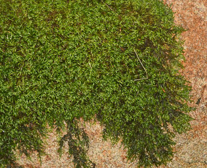 Entodon seductrix (seductive entodon moss, round-stem silk moss)