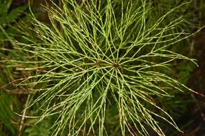Equisetum arvense (field horsetail)
