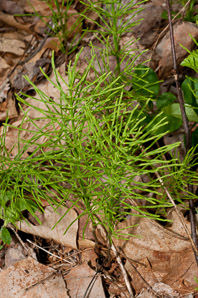 Equisetum pratense (meadow horsetail)