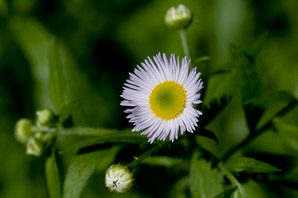 Erigeron annuus (daisy fleabane, rough fleabane, eastern daisy fleabane)