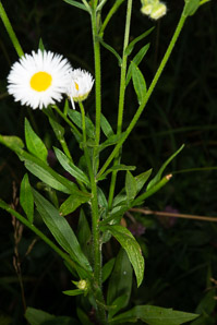 Erigeron annuus (daisy fleabane, rough fleabane, eastern daisy fleabane)