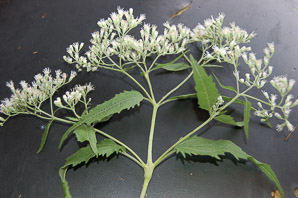 Eupatorium altissimum (tall thoroughwort)