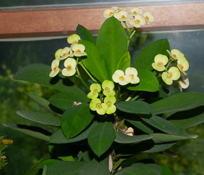 Euphorbia milii (crown of thorns, poinsettia, christplant)
