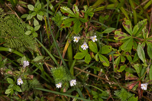 Euphrasia nemorosa (common eyebright)