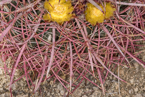Ferocactus cylindraceus (compass barrel, fishhook cactus, barrel cactus, California barrel cactus, biznaga, cliff barrel cactus, compass cactus, desert barrel cactus, golden-spined barrel cactus, le conte barrel cactus, spiny barrel cactus)