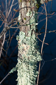 Flavoparmelia caperata (common greenshield, flavoparmelia lichen)