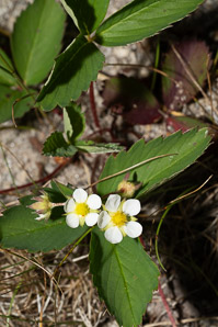 Fragaria virginiana (common strawberry, Virginia strawberry, wild strawberry, strawberry)