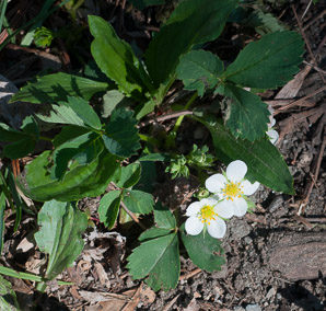 Fragaria virginiana (common strawberry, Virginia strawberry, wild strawberry, strawberry)