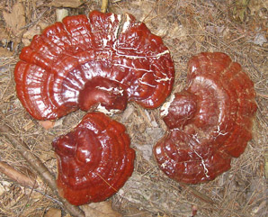 Ganoderma tsugae (reishi, Ling-Chi)