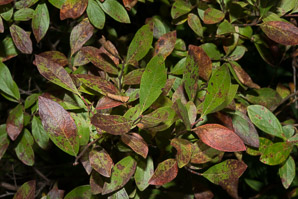 Gaylussacia baccata (black huckleberry, common huckleberry)