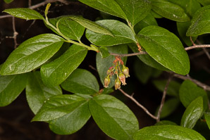 Gaylussacia baccata (black huckleberry, common huckleberry)