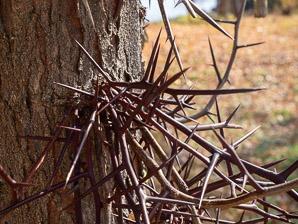 Gleditsia triacanthos (honey locust, thornless honey locust, honeylocust)