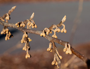 Hamamelis virginiana (witch-hazel, American witchhazel, winterbloom, witch hazel)