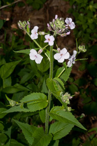 Hesperis matronalis (dame’s rocket, dame’s violet, mother of the evening, dames rocket)