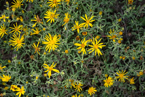 Heterotheca villosa (hairy false goldenaster)