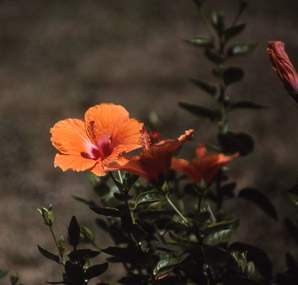 Hibiscus L. (hibiscus, rose of Sharon, rosemallow)