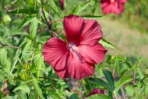 Hibiscus ‘Lord (hibiscus)