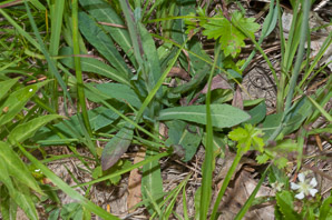 Hieracium caespitosum (field hawkweed, yellow hawkweed, meadow hawkweed, king devil, yellow paintbrush, devil’s paintbrush, yellow devil, yellow fox-and-cubs, yellow king-devil)