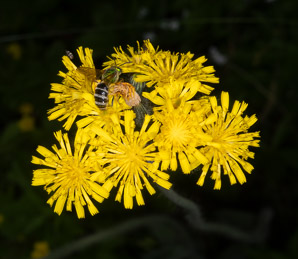 Hieracium caespitosum (field hawkweed, yellow hawkweed, meadow hawkweed, king devil, yellow paintbrush, devil’s paintbrush, yellow devil, yellow fox-and-cubs, yellow king-devil)