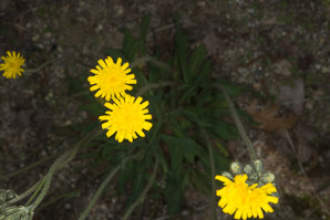Hieracium floribundum (pale hawkweed, smoothish hawkweed, yellow hawkweed, yellow devil hawkweed)