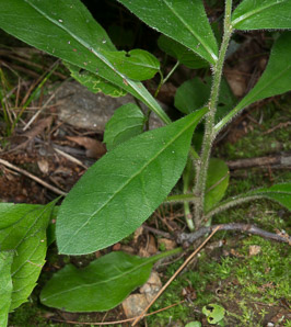 Hieracium scabrum (rough hawkweed, sticky hawkweed)