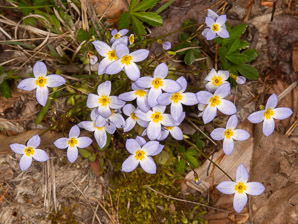Houstonia caerulea (bluets, quaker ladies, azure bluet, bluet)
