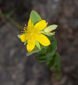 Hypericum ellipticum (pale St. John’s-wort, pale St. Johnswort)