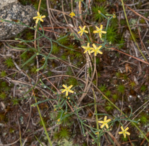 Hypericum gentianoides (pineweed, orange grass, orangegrass)