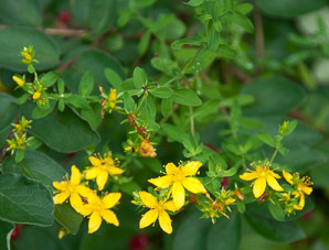 Hypericum perforatum (St. John’s wort, common St. John’s wort, common St. Johnswort)