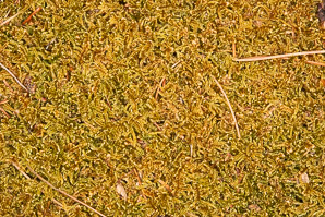 Hypnum cupressiforme (cypress-leaved plaitmoss, hypnum moss)