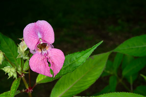 Impatiens glandulifera (Himalayan balsam, kiss-me-on-the-mountain, ornamental jewelweed)
