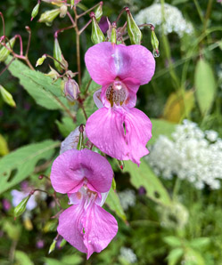 Impatiens glandulifera (Himalayan balsam, kiss-me-on-the-mountain, ornamental jewelweed)