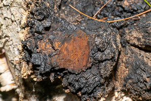 Inonotus obliquus (chaga)