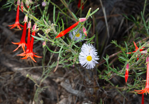 Ipomopsis aggregata (scarlet gilia, scarlet trumpet, skyrocket)