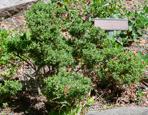 Juniperus communis (berkshire common juniper, common juniper, ground juniper)