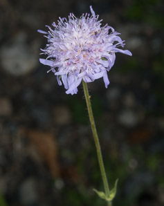 Knautia arvensis (field scabious, blue buttons, field scabiosa)