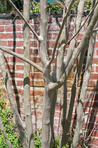 Lagerstroemia indica (crape myrtle)