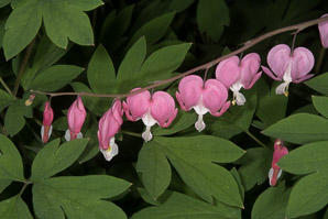 Lamprocapnos spectabilis (bleeding hearts, lyre flower, lady-in-a-bath, bleeding heart)