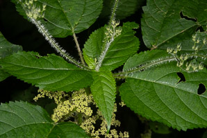 Laportea canadensis (wood nettle, Canadian woodnettle)