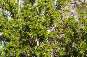 Larrea tridentata (creosote bush, chaparral)