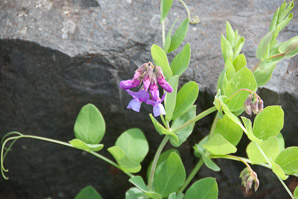 Lathyrus japonicus (beach pea, sea pea, circumpolar pea, sea vetchling)