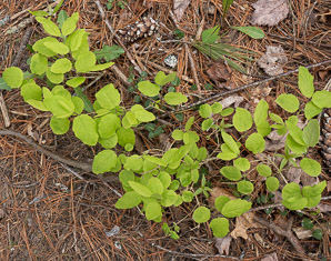 Lonicera canadensis (American fly honeysuckle, Canadian fly honeysuckle)