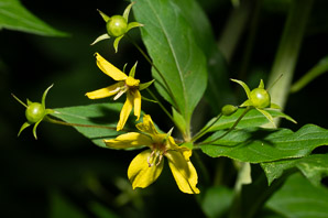 Lysimachia ciliata (fringed yellow loosestrife, fringed loosestrife)