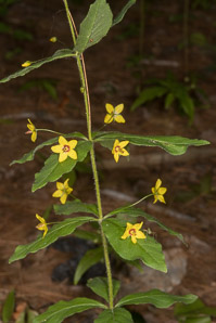 Lysimachia quadrifolia (whorled loosestrife, yellow whorled loosestrife, whorled yellow loosestrife)