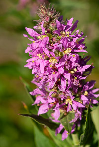 Lythrum virgatum (purple loosestrife, European wand loosestrife)