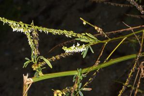 Melilotus officinalis (white sweet clover, yellow sweet clover, sweet clover, sweetclover)