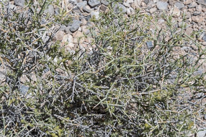 Menodora spinescens (spiny menodora)