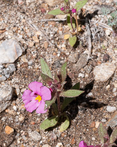 Mimulus bigelovii (Bigelow’s monkeyflower, yellow-throat monkeyflower, panamint monkeyflower)