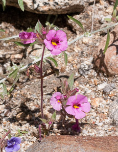 Mimulus bigelovii (Bigelow’s monkeyflower, yellow-throat monkeyflower, panamint monkeyflower)